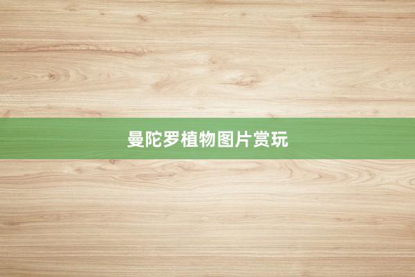 曼陀罗植物图片赏玩